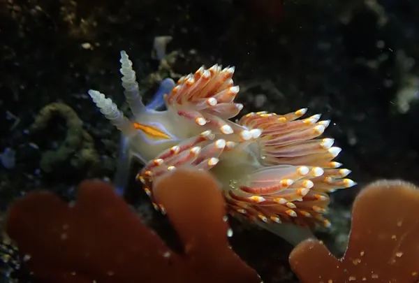 Hermissenda opalescens