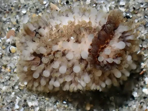 Onchidoris bilamellata