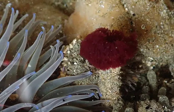 Marine life photograph