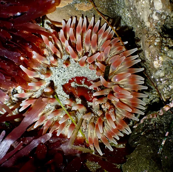 Urticina clandestina