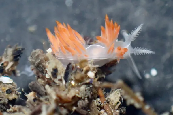 Coryphella trilineata