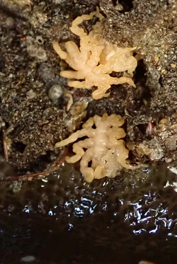 Pycnogonum stearnsi; looks like they're sheltering something- maybe tiny P. stearnsi? but I couldn't get a better picture.