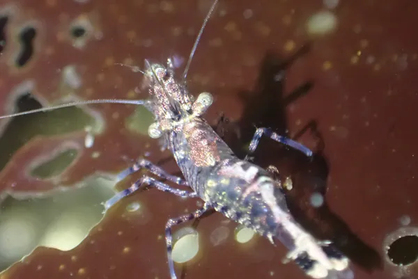 Heptacarpus sitchensis; thanks to C. Nozéres for ID