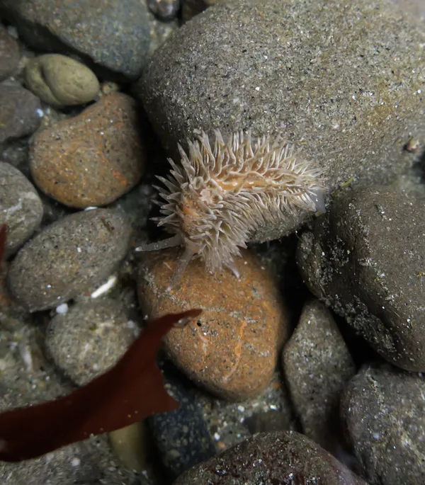 Marine life photograph