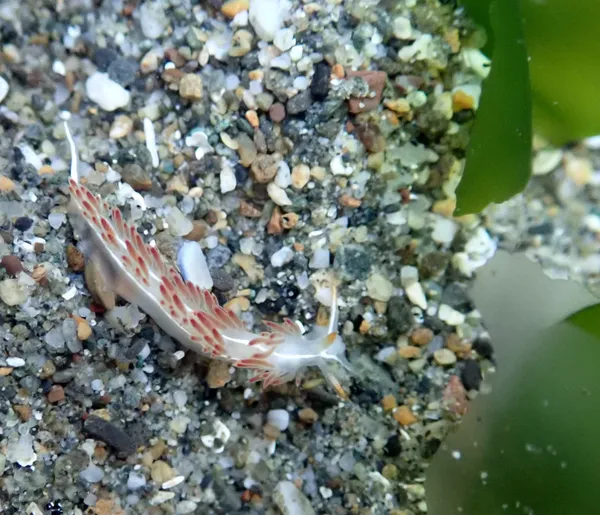 Flabellina trilineata