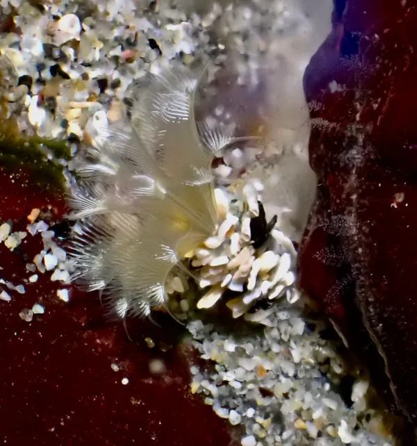 Paradialychone ecaudata