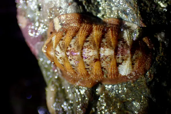 Lepidozona mertensii