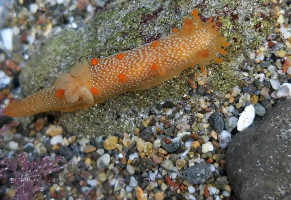 Triopha maculata, 12/12/2016