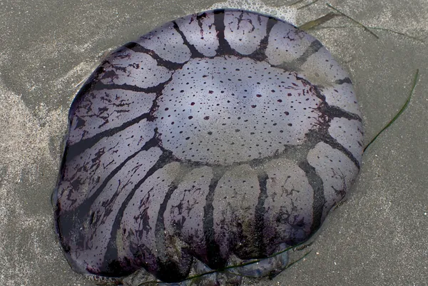 Purple-striped Sea Nettle