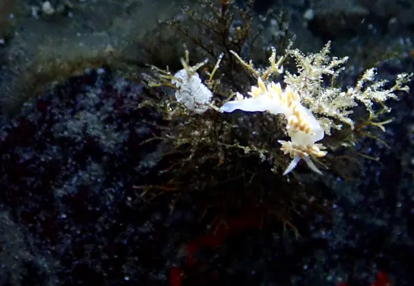 Marine life photograph