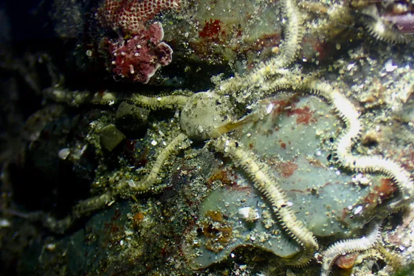 Amphiodia occidentalis