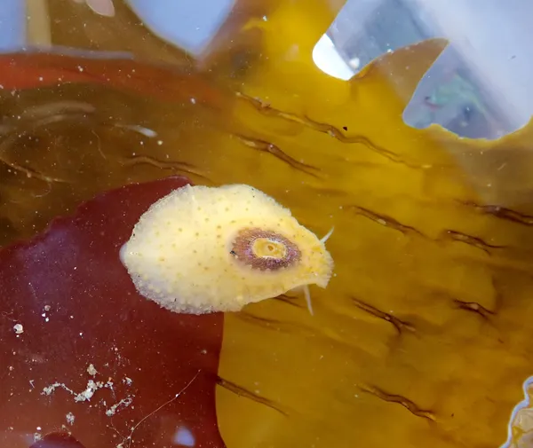 Marine life photograph