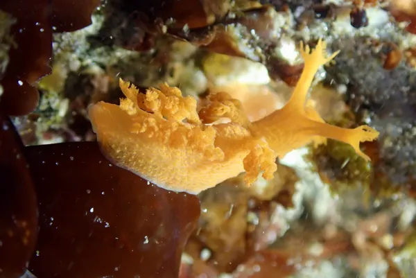 Dendronotus subramosus