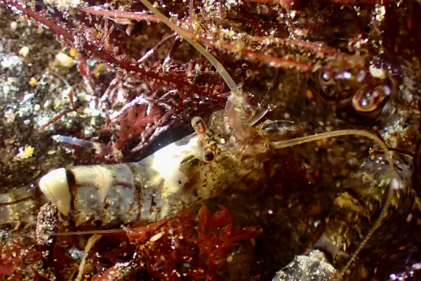 Heptacarpus taylori ; thanks to C. Nozères for ID