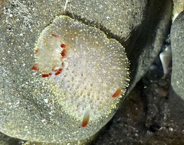 Acanthodoris nanaimoensis