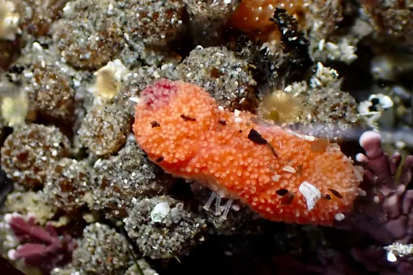 Lissothuria nutriens