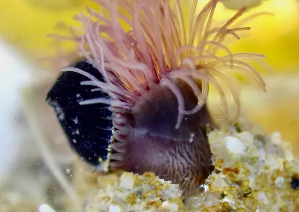 Marine life photograph