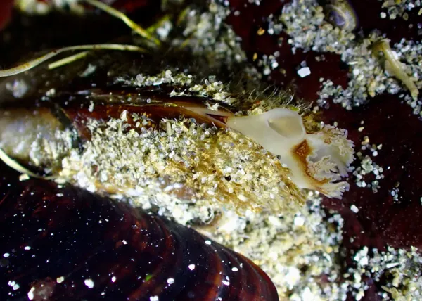 datemussel? horsemussel?