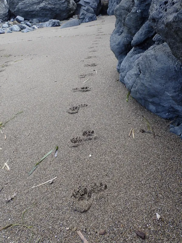 Marine life photograph