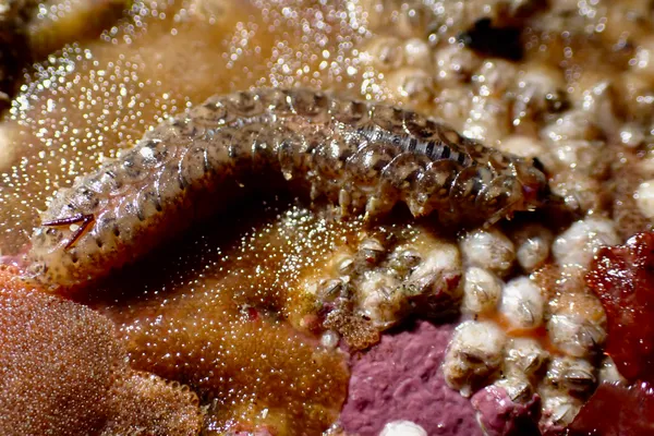 Halosydna brevisetosa