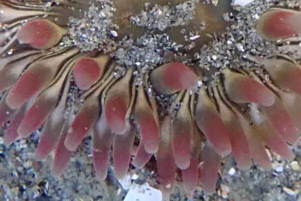 Pacific stubby rose anemone