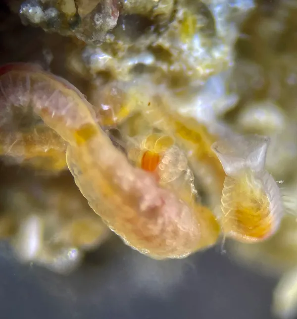 Marine life photograph