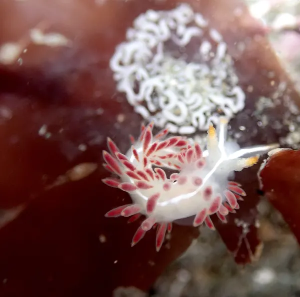 Orienthella trilineata, with eggs