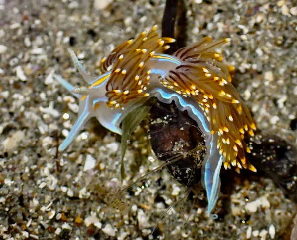 Hermissenda opalescens