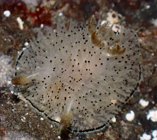 Acanthodoris rhodoceras