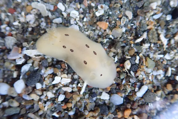 Dialula sandiegensis