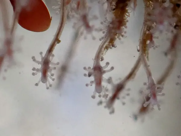 Sarsia eximia (maybe)