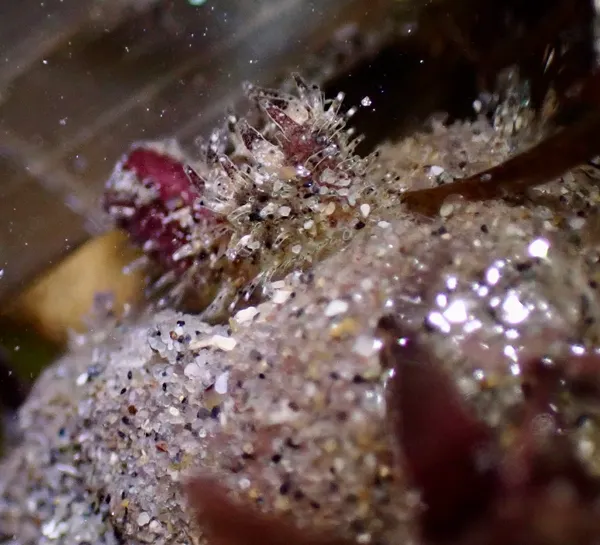 Mytilimeria nuttalli