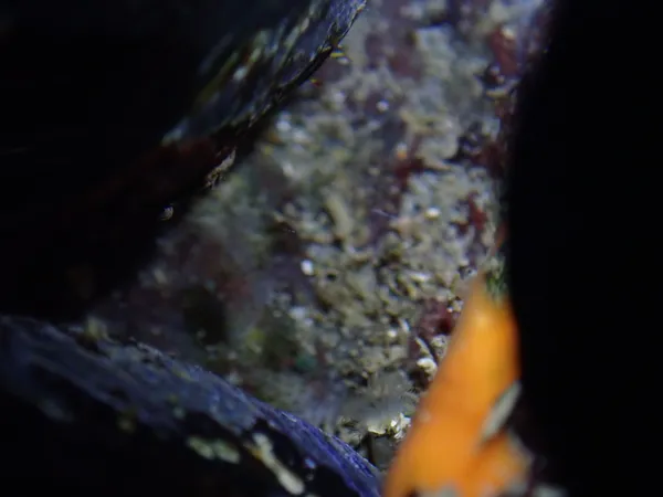 tiny feather-duster worm (look carefully)