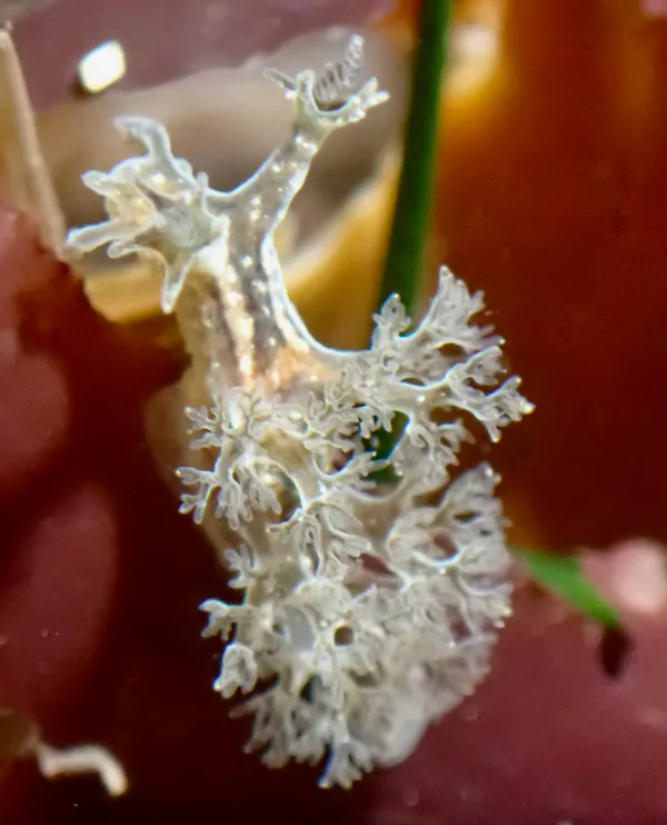 Dendronotus subramosus