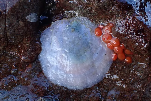 Pododesmus macrochisma; thanks to J. Goddard for ID