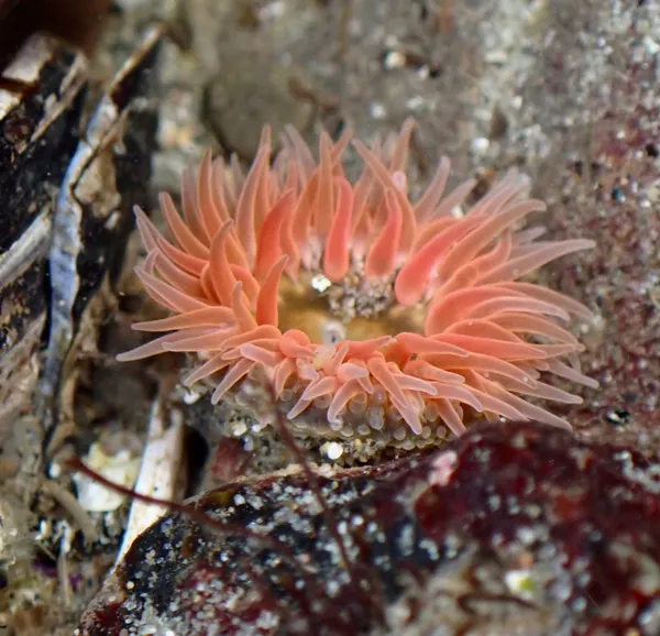 Anthopleura artemisia