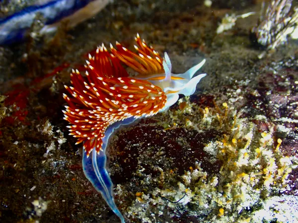 Hermissenda opalescens