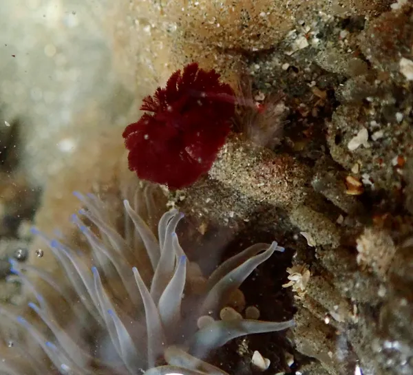 Marine life photograph