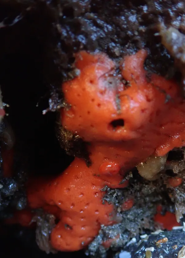 Rostanga pulchra (where's Waldo?)