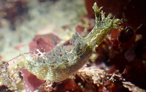 Dendronotus subramosus