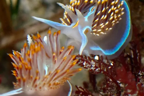 Hermissenda crassicornis (left) and opalescens (right)
