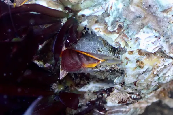 Giant acorn barnacle