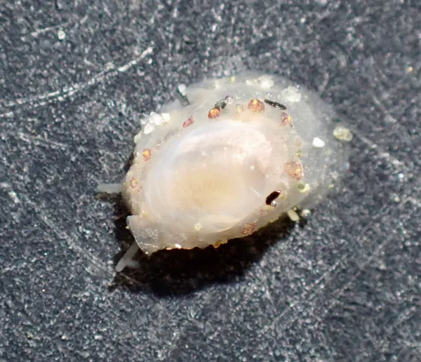 Marine life photograph