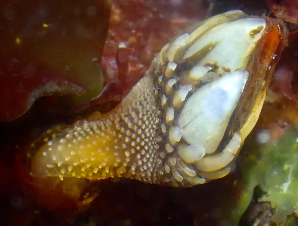 Pollicipes polymerus