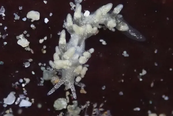 Eubranchus olivaceous