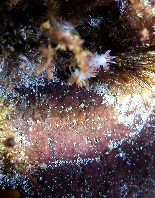 (3) baby Flabellina trilineata