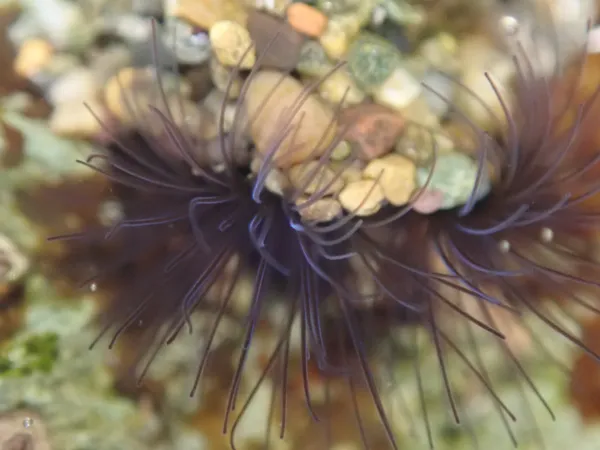 Phragmatopoma californica