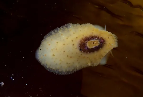 Fissurellidea bimaculata