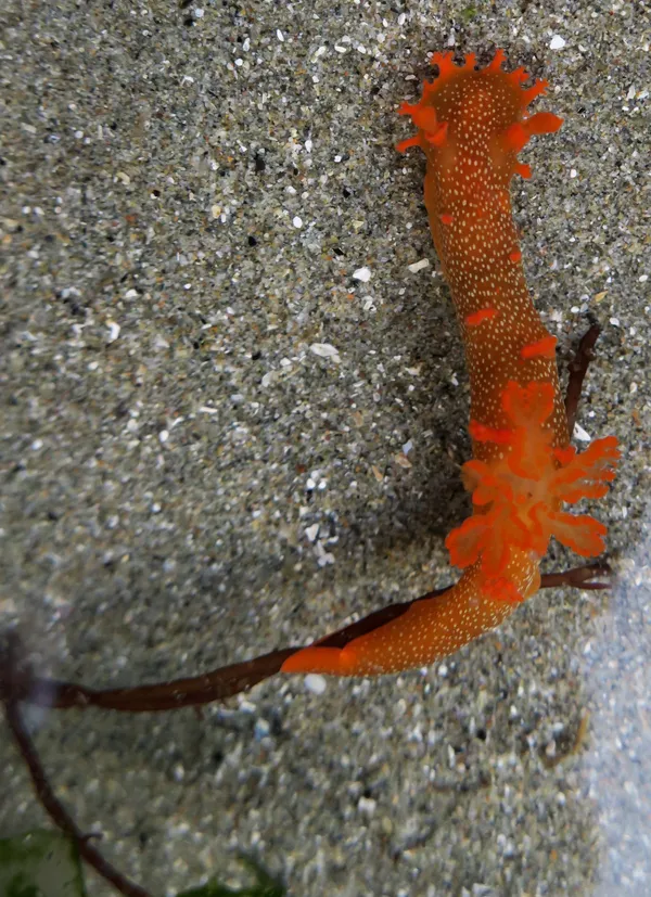 Triopha maculata, 12/12/2016