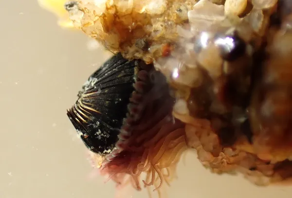 Phragmatopoma californica